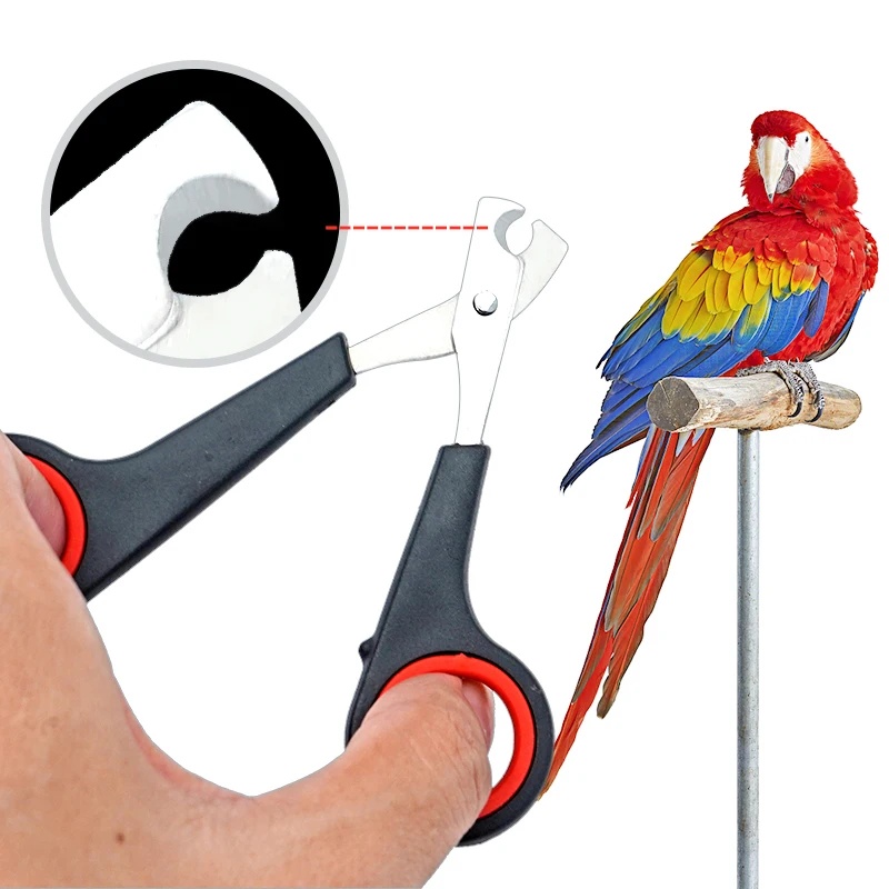 12cm Pet Parrot Nail Scissor D - Grooming Scissors review and price