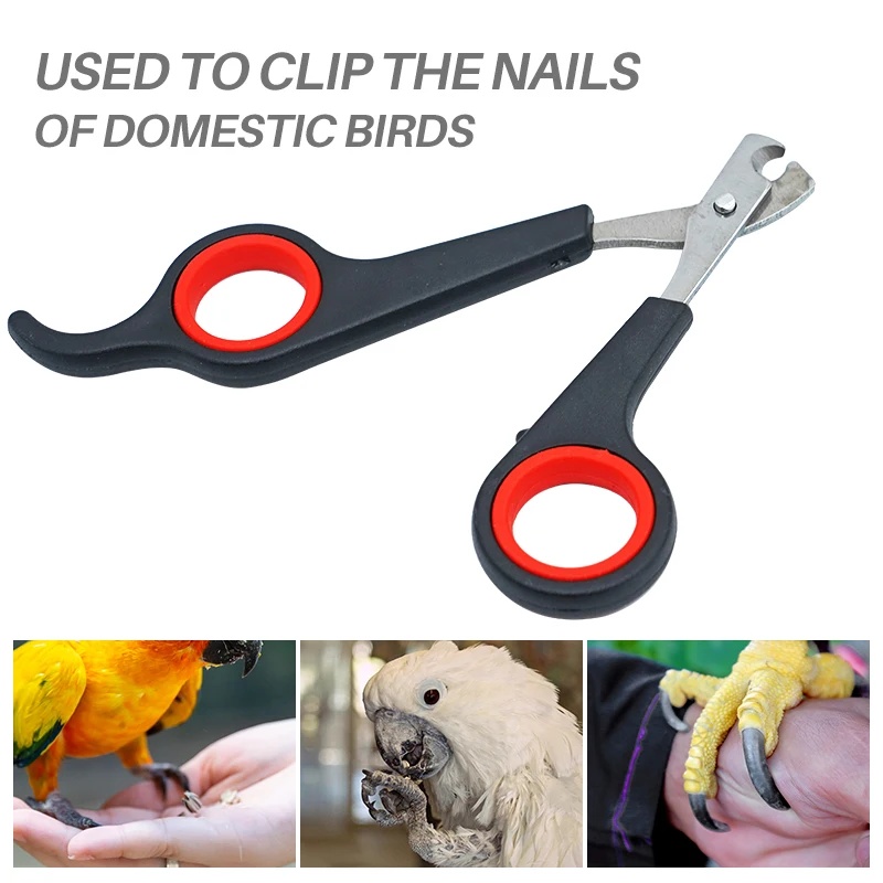12cm Pet Parrot Nail Scissor D - Grooming Scissors review and price